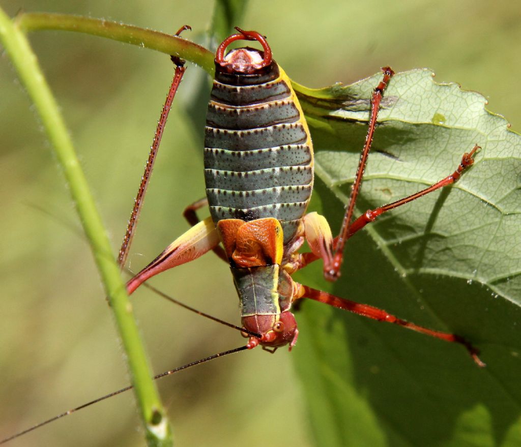 Barbitistes alpinus?